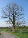 20040425heidelsheim_124-2443_IMG_1